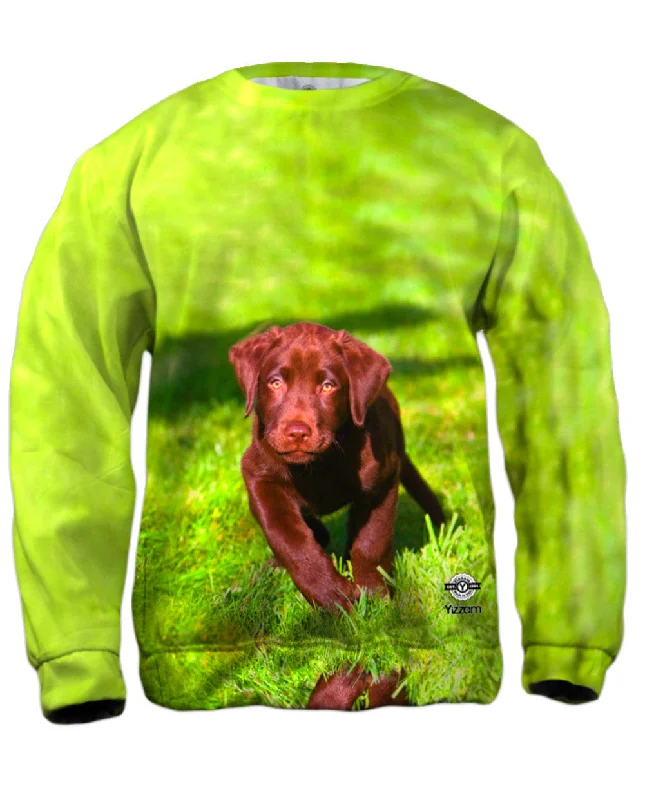Steals and Deals Speedy Chocolate Lab